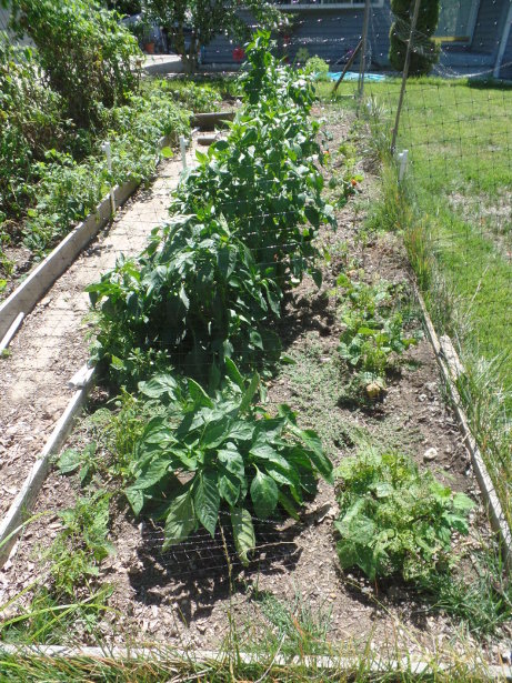 Pepper Plants