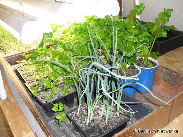 Growing Vegetables Under Lights