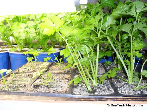 Plants Under Fluorescent Lights