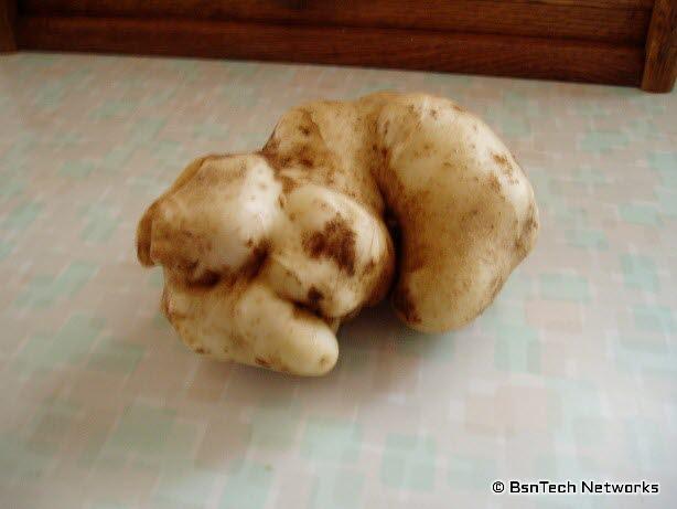 Kennebec Potato found wihle digging strawberries