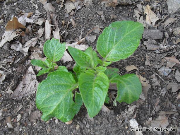 Volunteer Kennebec Potato