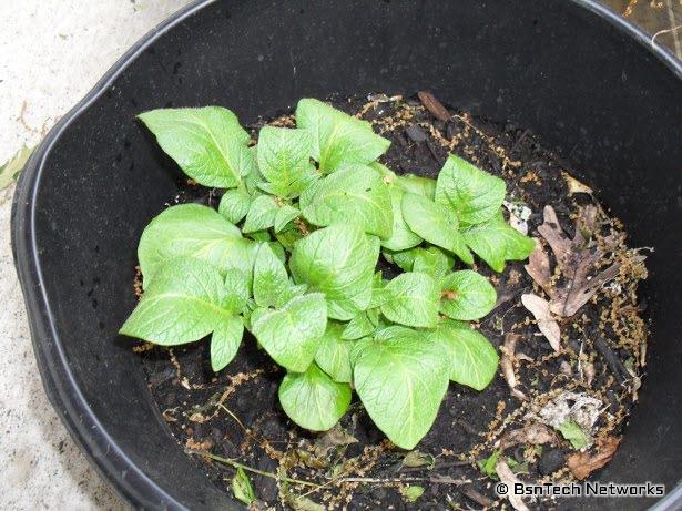 Kennebec Potato in Buckets