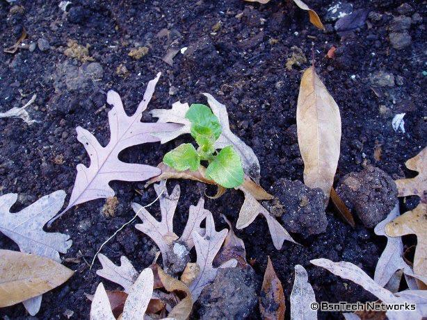 Kennebec Potato Growing