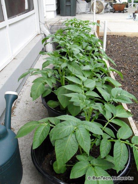 Kennebec Potatoes in Buckets