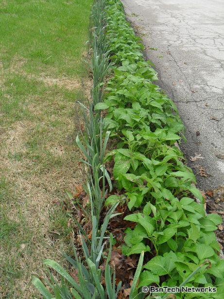 Kennebec Potatoes