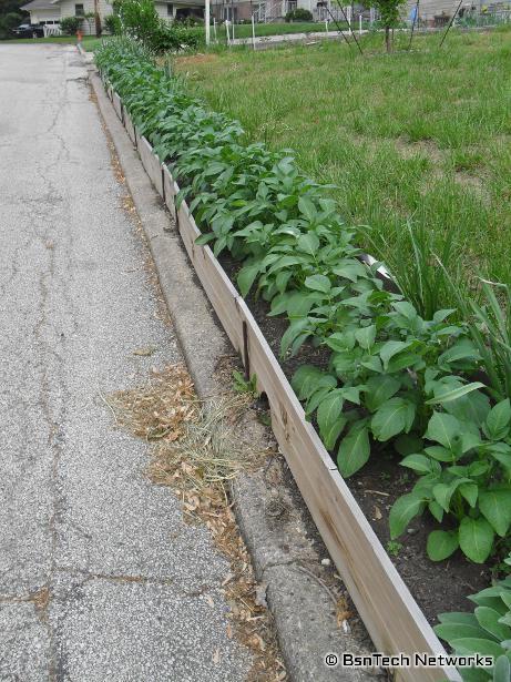 Kennebec Potatoes