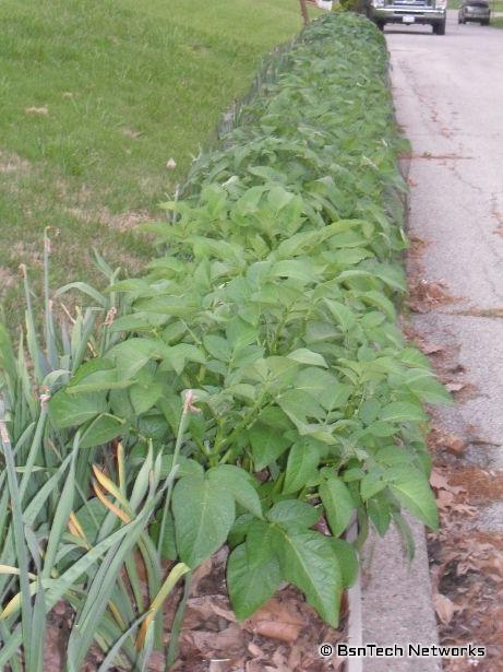 Kennebec Potatoes