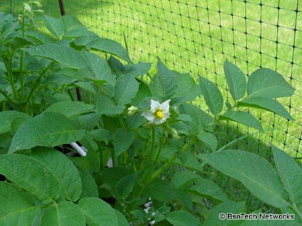 Kennebec Potato Bloom