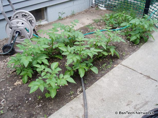 Potatoes in the Garden