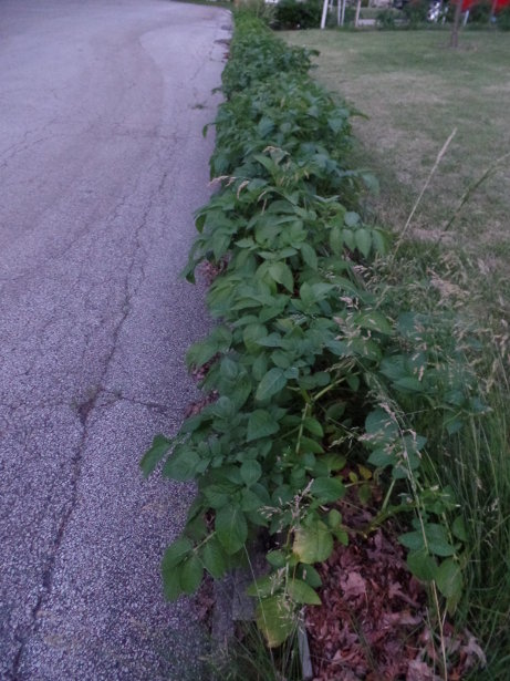 Kennebec Potatoes