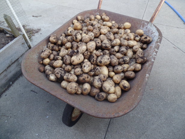 Kennebec Potatoes