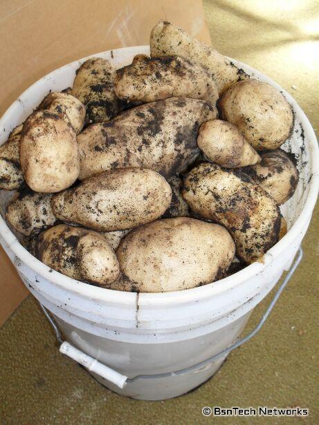 Kennebec Potatoes