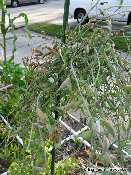 Radish Seed Pods
