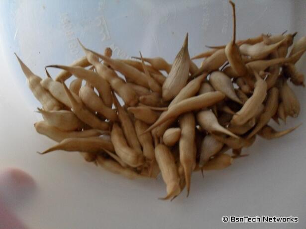 Radish Seed Pods