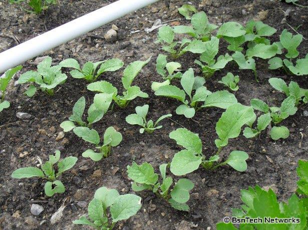 Crimson Giant Radishes