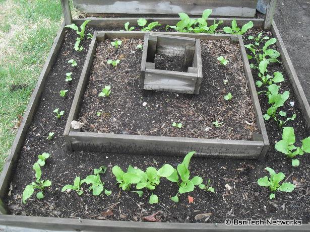 Radishes