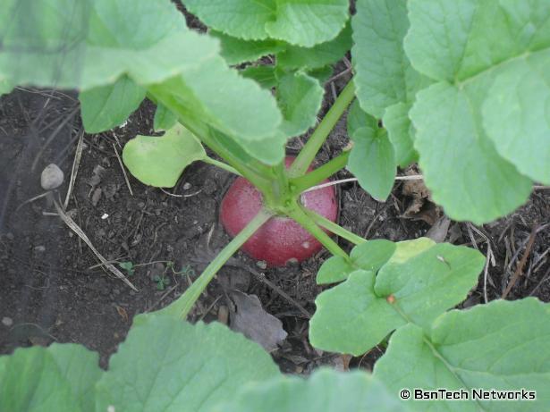 Easter Egg Radish