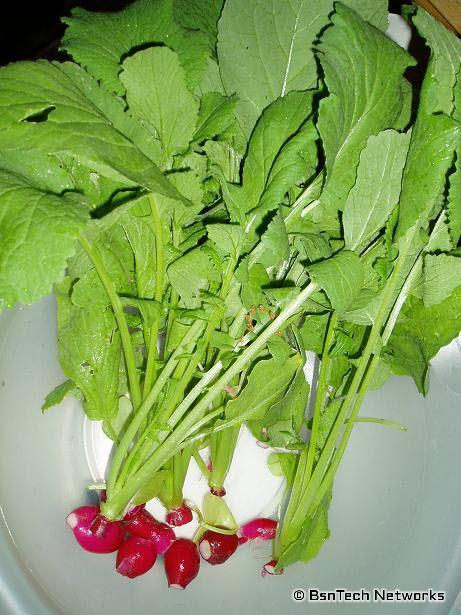 Radishes