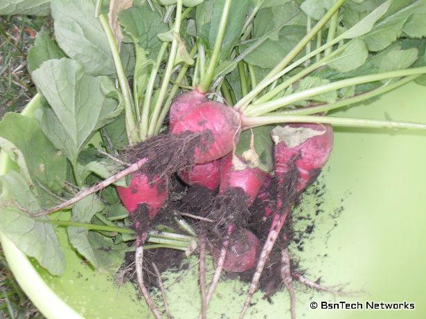 Easter Egg Radishes