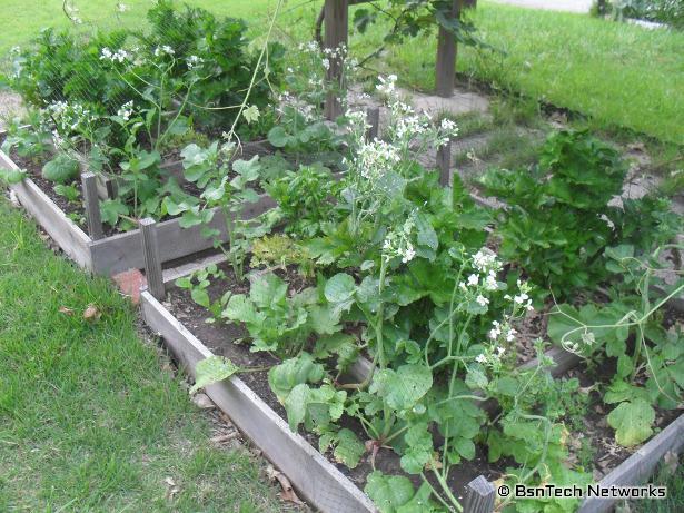 Radish Bolting