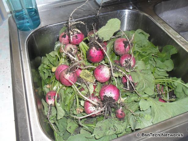 Easter Egg Radishes