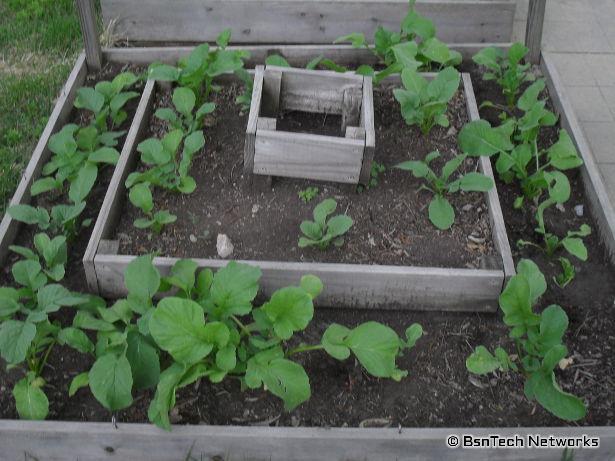 Radish Garden