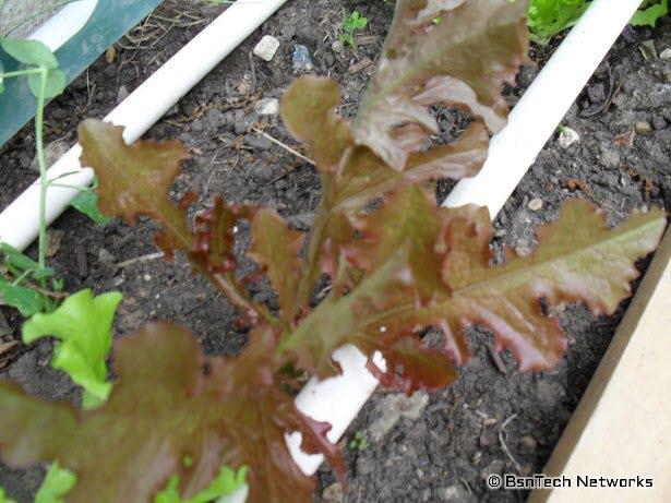 Red Salad Bowl Lettuce Plant