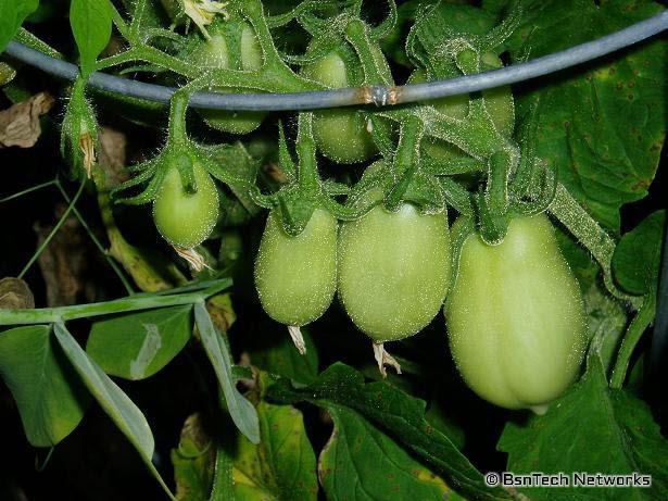 Roma Tomatoes