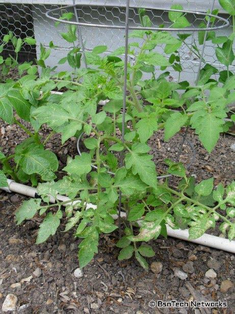 Roma Tomato Plant