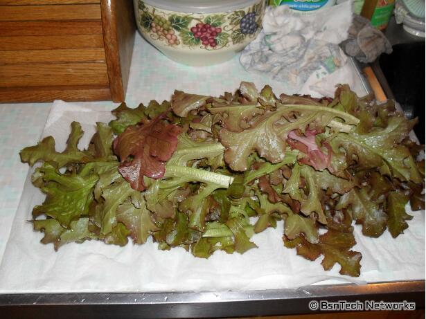 Red Salad Bowl Lettuce