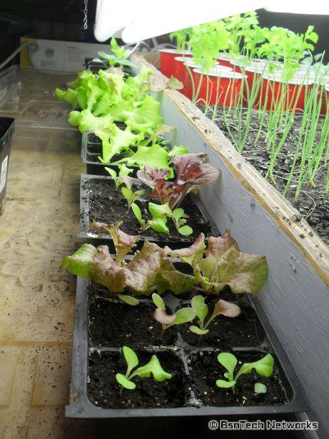 Lettuce Seedlings