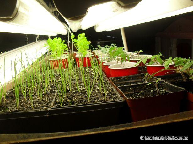 Germination Station