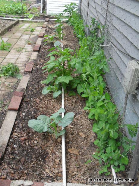 Side Garden