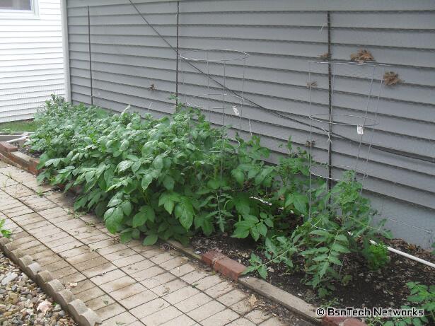 Side Garden