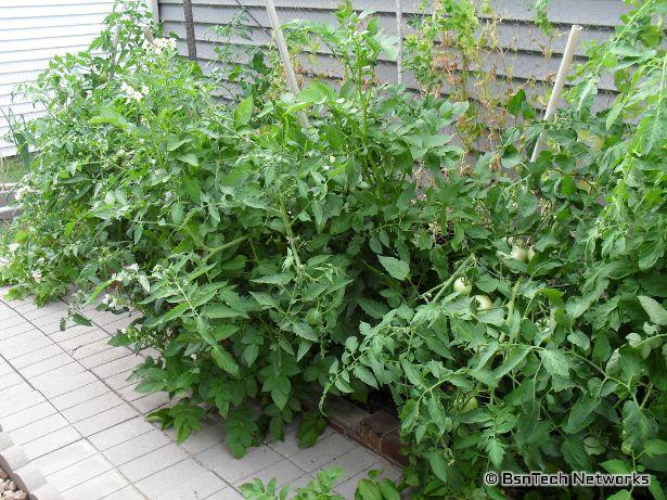 Tomatoes Leaning