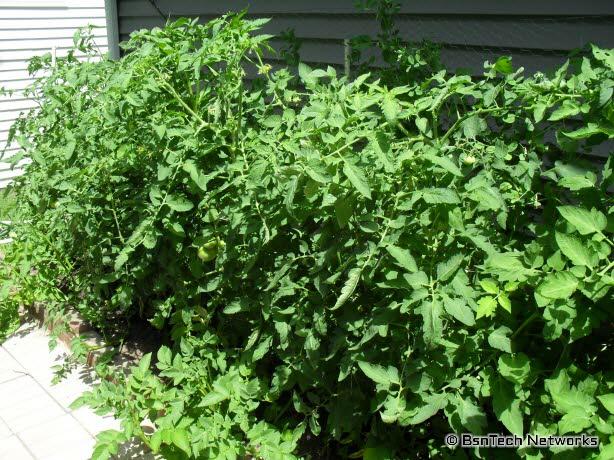 Tomatoes Growing Together