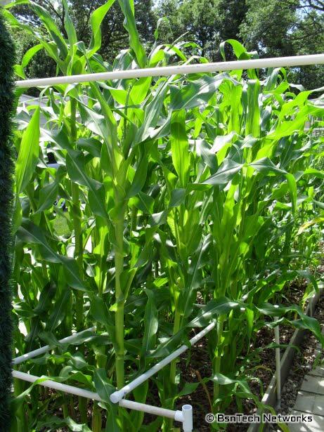 Silver Queen Corn