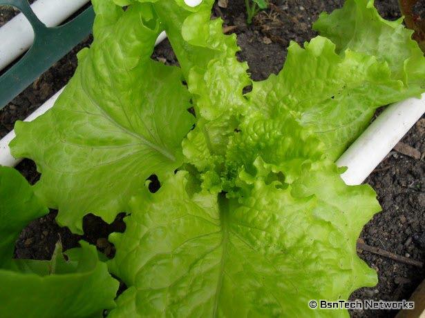 Simpson Elite Lettuce