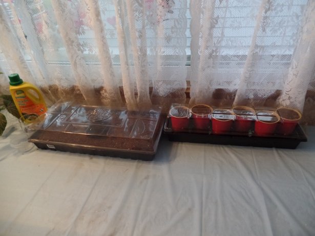 Seed Starting Containers