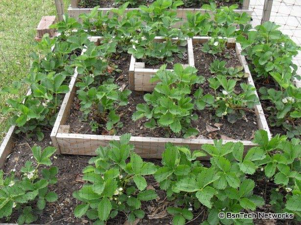 Tri-Star Strawberries