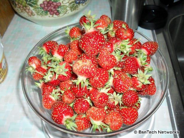 Tri-Star Strawberries