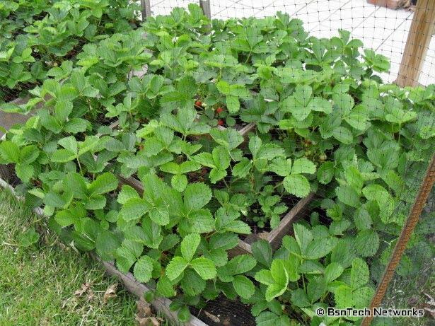 Strawberry Pyramid