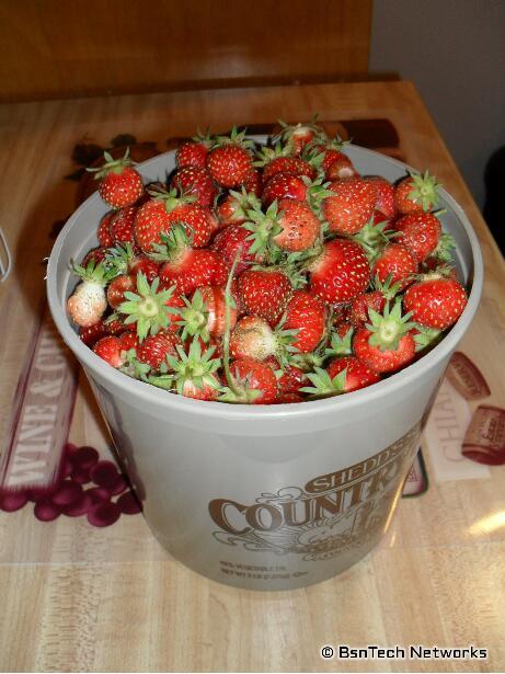 Tri-Star Strawberries