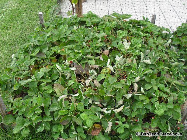 Strawberry Pyramid