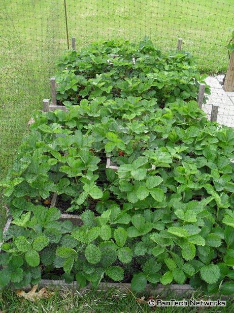 Strawberry Pyramids