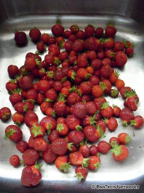 Tri-Star Strawberries