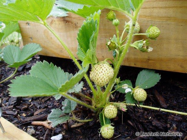 Strawberries on a plant