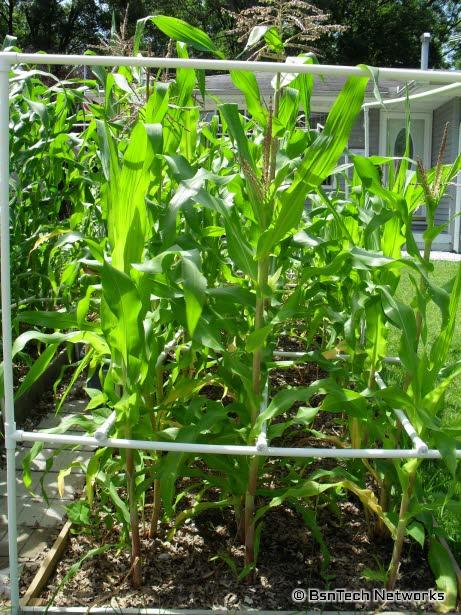 Sugar Dots Corn