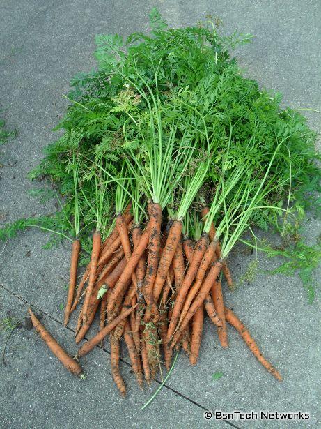 Sugarsnax Carrots