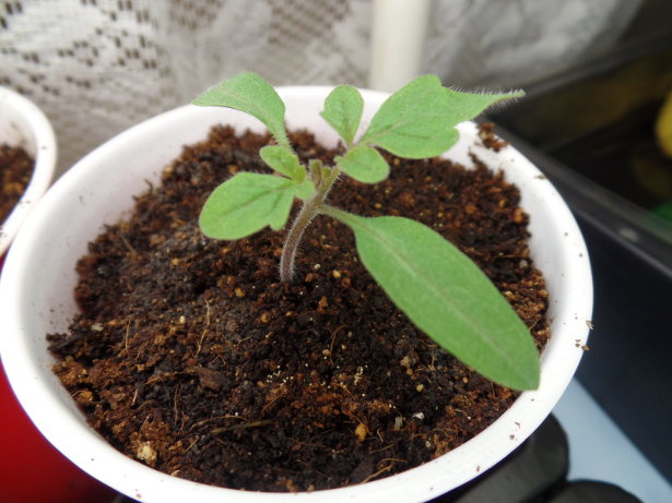 Tomato Seedling